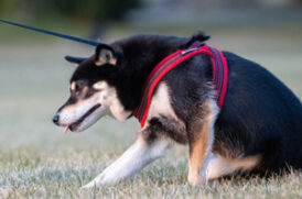 座り込む老犬