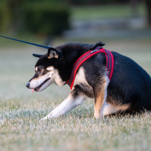 座り込む老犬