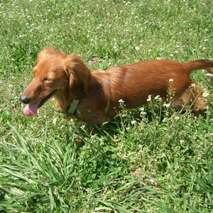 原っぱにいる老犬