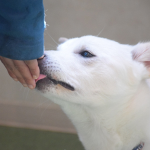 手を舐める老犬