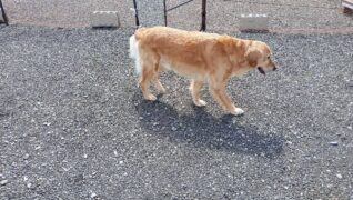 老犬ホーム 愛犬本舗_介護風景(起床)