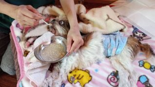 老犬ホーム 愛犬本舗_介護風景(朝ごはん)