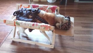 老犬ホーム 愛犬本舗_介護風景(運動・リハビリ)