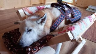 老犬ホーム 愛犬本舗_介護風景(運動・リハビリ)
