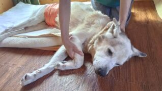 老犬ホーム 愛犬本舗_介護風景(健康チェック)