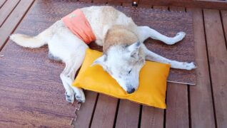 老犬ホーム 愛犬本舗_介護風景(自由時間)