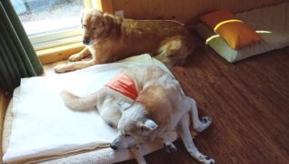 老犬ホーム 愛犬本舗_介護風景(自由時間)