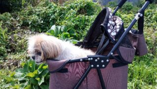 老犬ホーム 愛犬本舗_介護風景(お散歩)