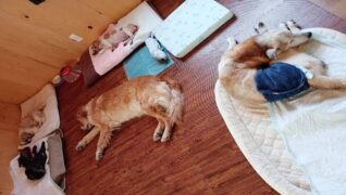 老犬ホーム 愛犬本舗_介護風景(就寝)