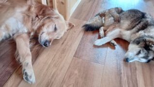 老犬ホーム 愛犬本舗_介護風景(就寝)