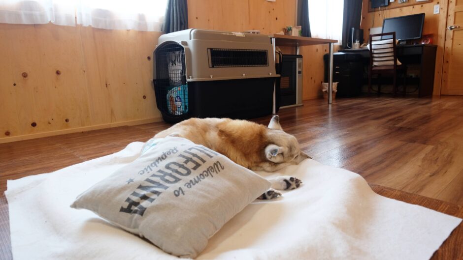 老犬ホーム愛犬本舗_介護風景