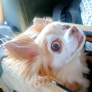 キャリーに入る老犬