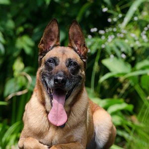 舌を出す老犬