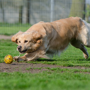 ドッグランで遊ぶ老犬