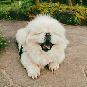 白い老犬