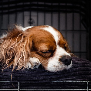 眠っている老犬