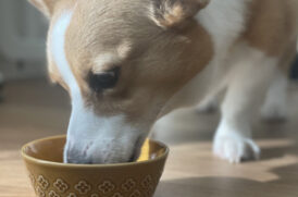 食事する老犬