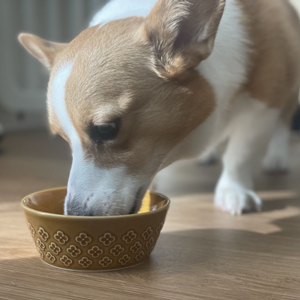 食事する老犬