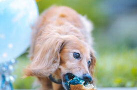 おやつを食べる老犬