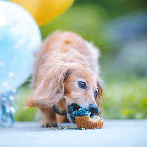 おやつを食べる老犬