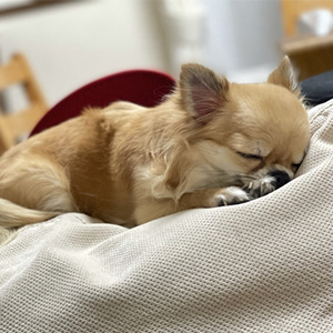 眠る老犬