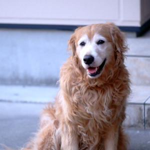 お座りする老犬