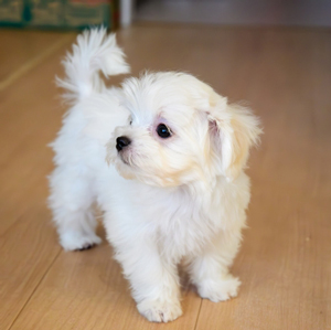 横を向く老犬