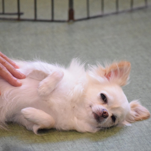 寝転ぶ老犬