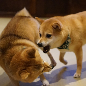 喧嘩する老犬