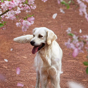 花見をする老犬