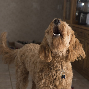 夜泣きする老犬