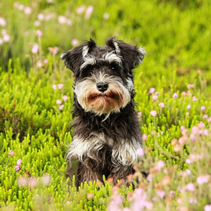 花畑にいる老犬