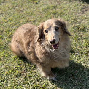 芝生の上の老犬