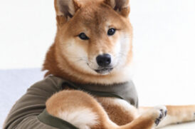 服を着た老犬