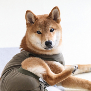 服を着た老犬