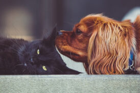 老犬と老猫