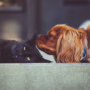 老犬と老猫