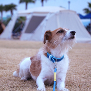 キャンプをする老犬