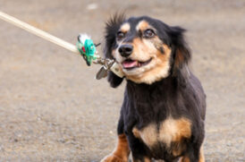 リードに繋がれた老犬