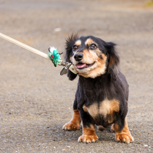 リードに繋がれた老犬