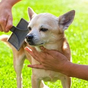 ブラッシング中の老犬