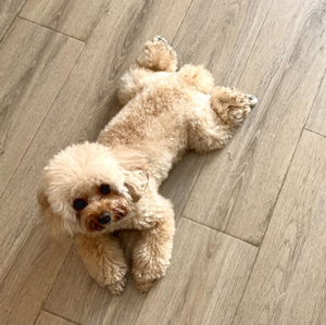寝そべる老犬