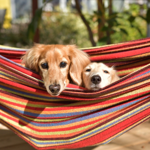 ハンモックの上の老犬