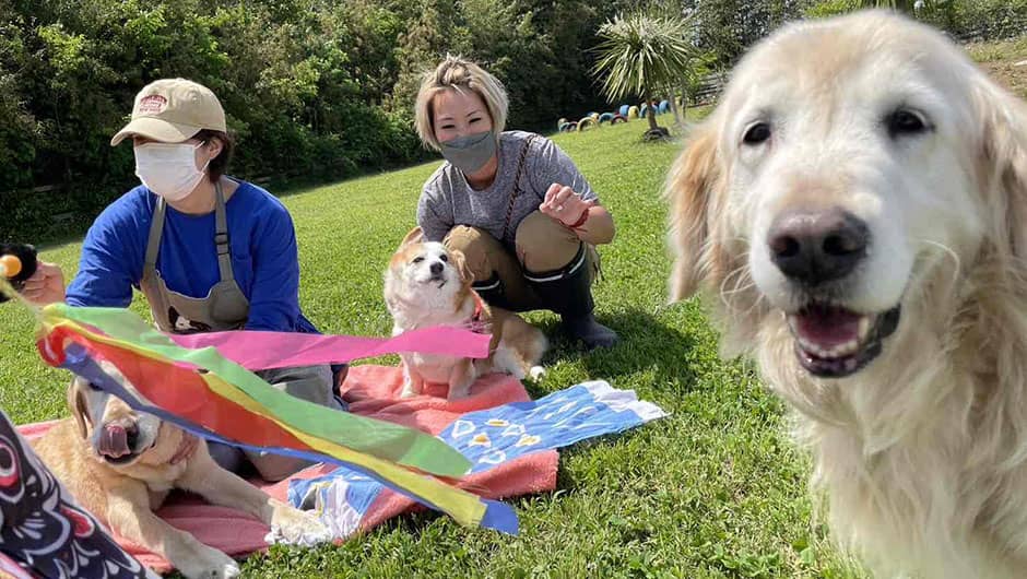 老犬ホーム九十九里パーク_ドッグラン