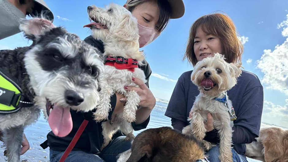 老犬ホーム九十九里パーク_海辺のお散歩