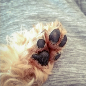 老犬の肉球