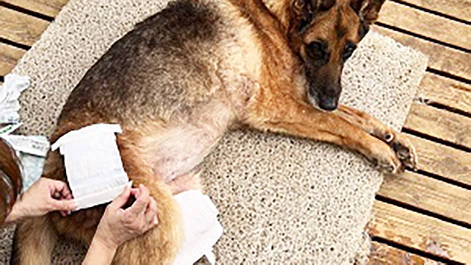 老犬ホーム スマイルフラワー_介護風景