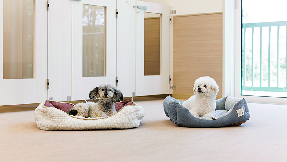 小淵沢IKIGAIペットセンター_老犬介護ルーム