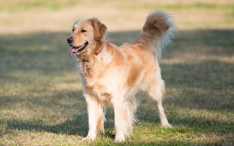 大型犬受入可能施設