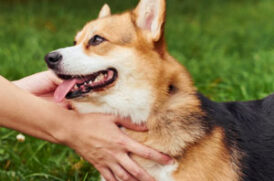 撫でられている老犬